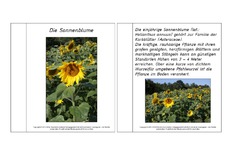 Mini-Buch-Sonnenblume-Lesetext.pdf